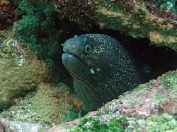 Hourglass moray eel - Isla de la Plata, Ecuador by Gyorgy Gutierrez 